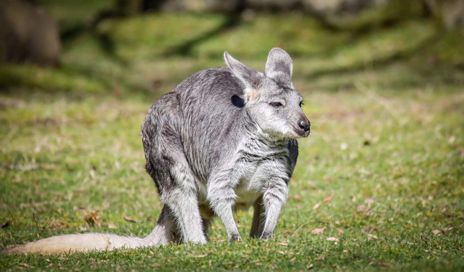 a wallaroo in kakadu national park