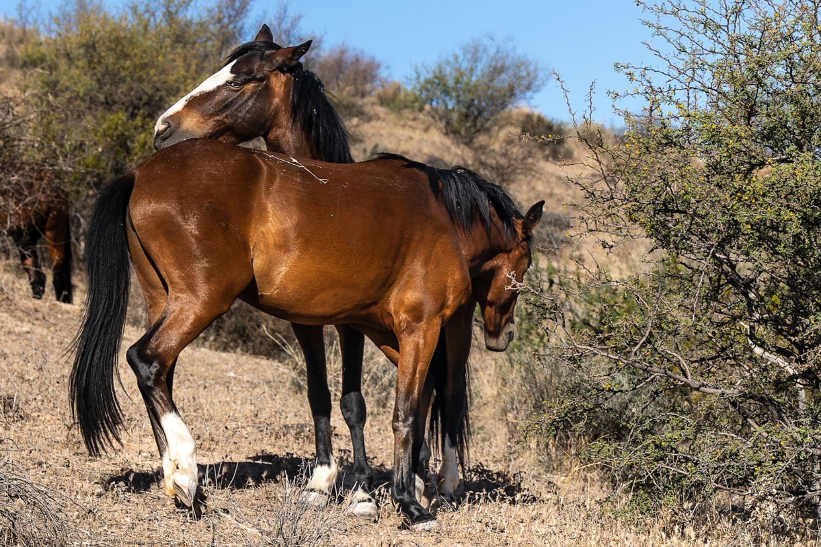 Two mustang wild horses in Arizona