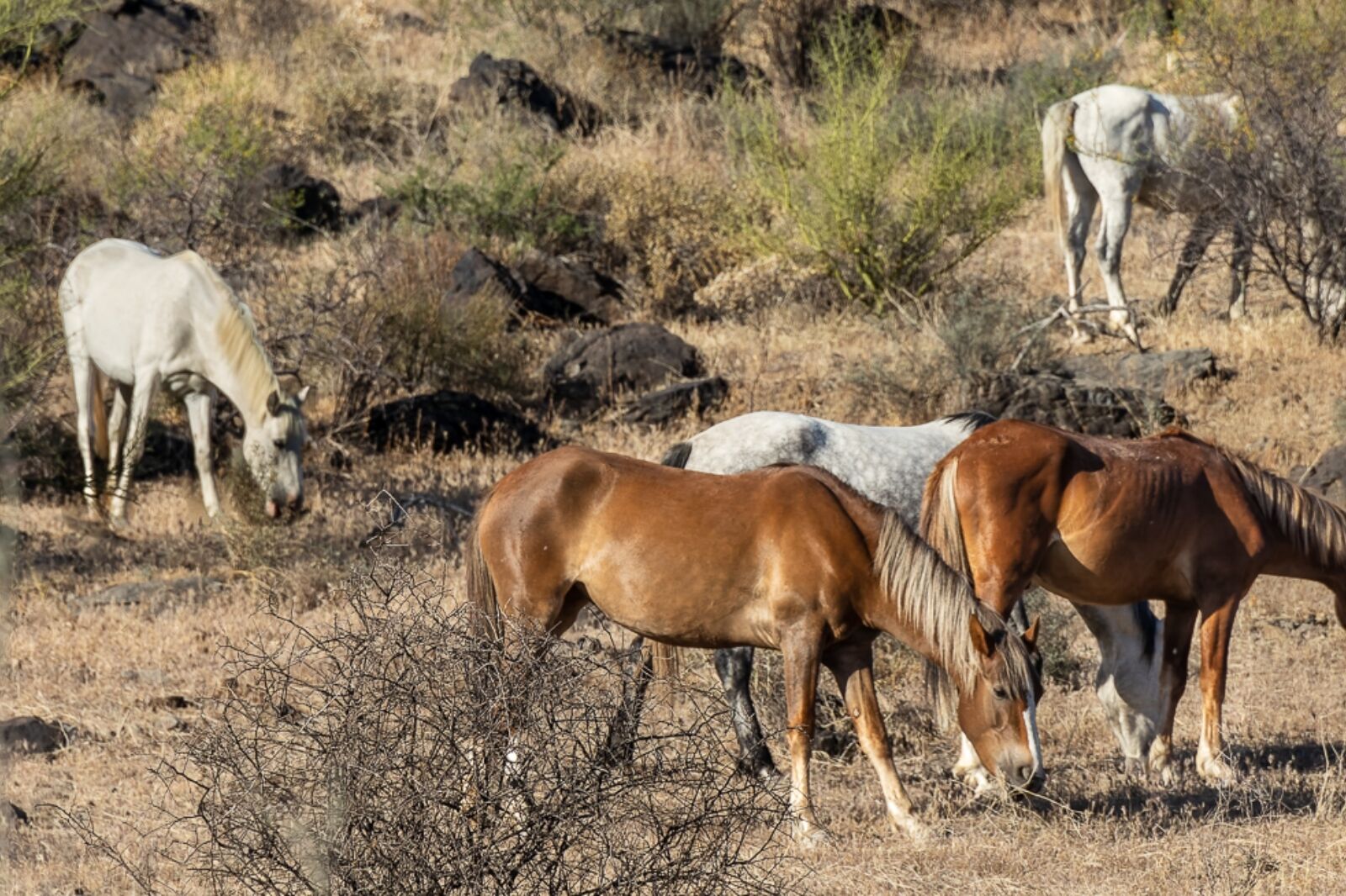 Group of wild horses in Arizona eating
