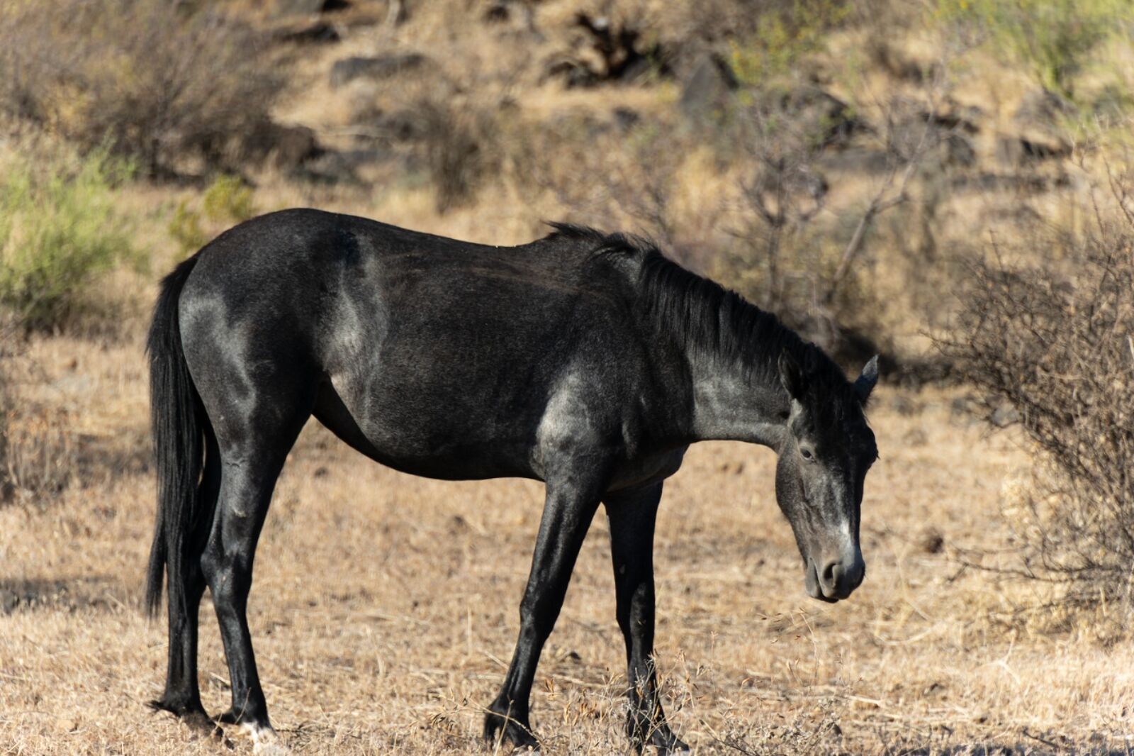 Black wild horse in Arizona