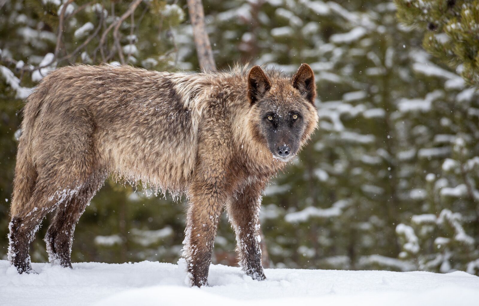 wolf - winter is the best time to visit yellowstone to see them 