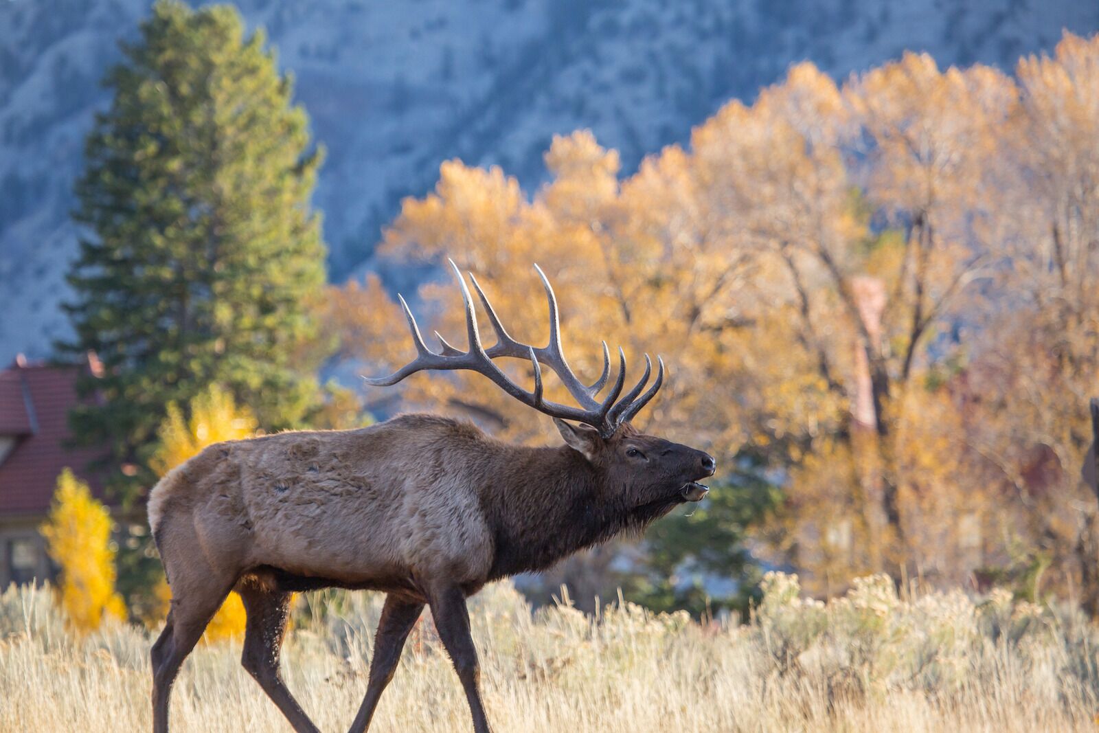 bugling elk in yellowstone