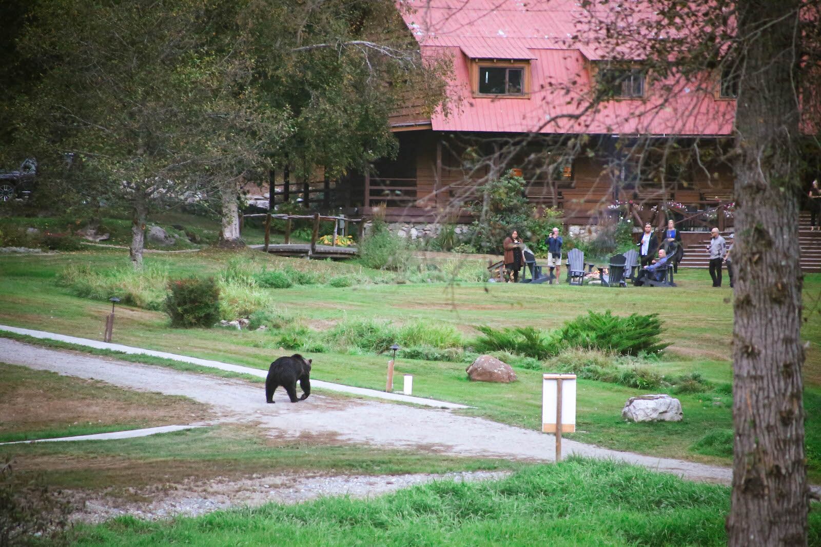 A grizzly walking across the. lawn while guests watch