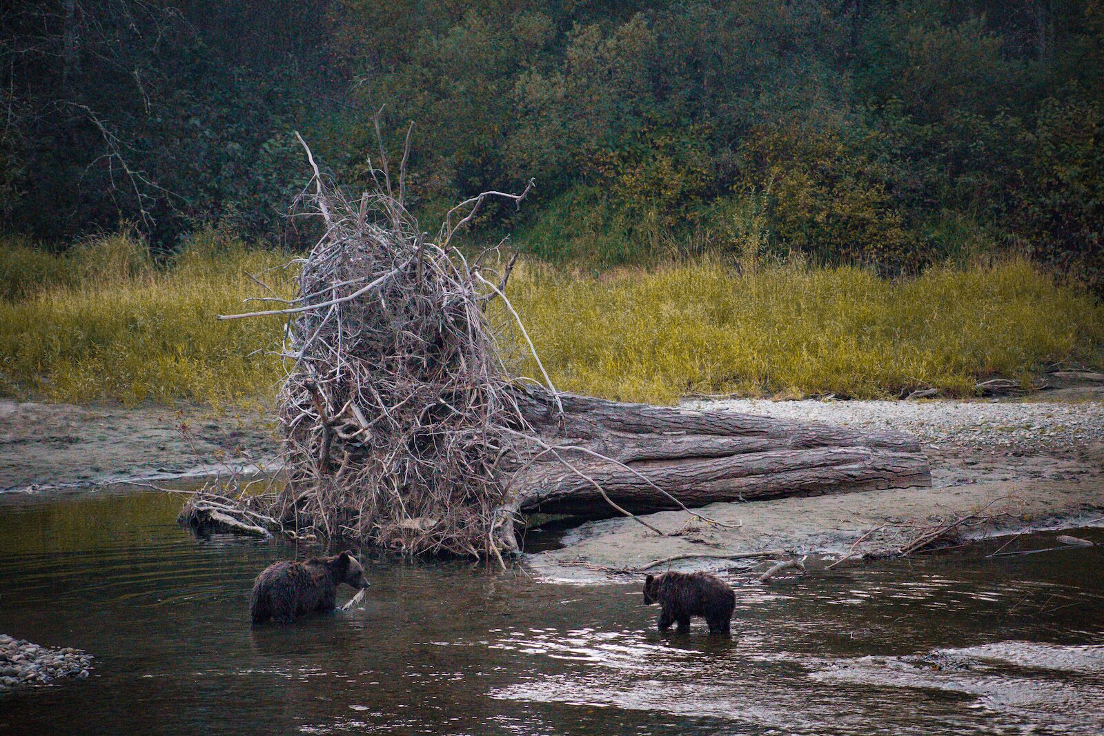 Mom and baby bears in BC
