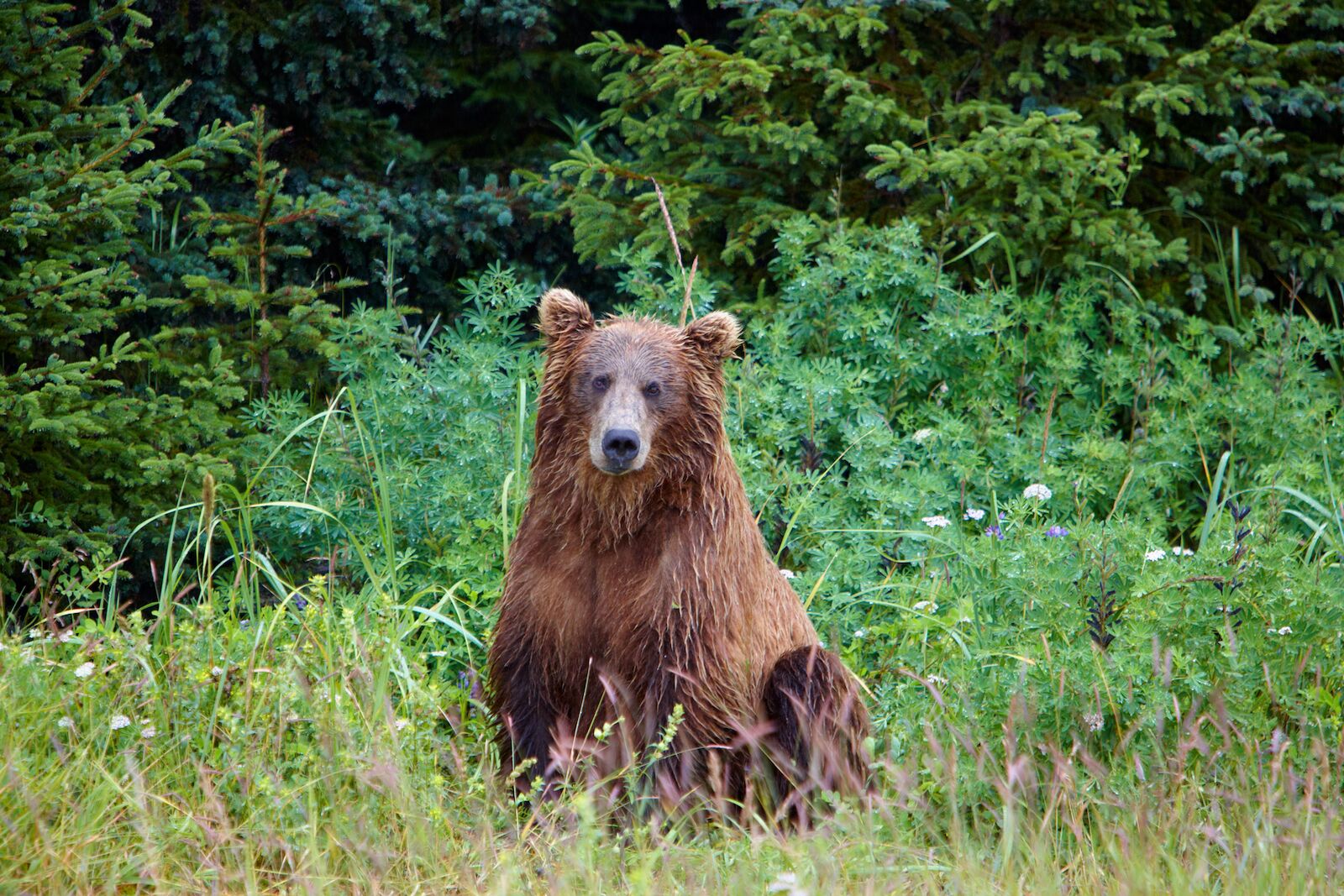fall is the best time to visit alaska to see brown bears like this one surrounded by grass