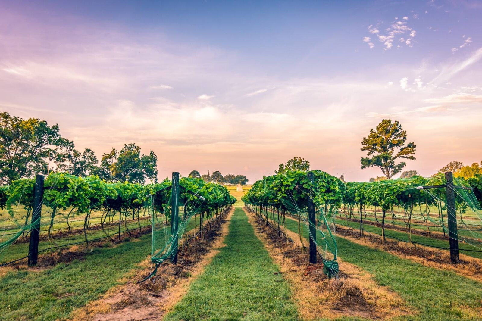 Theshold Vineyards in Brazos Valley Texas 