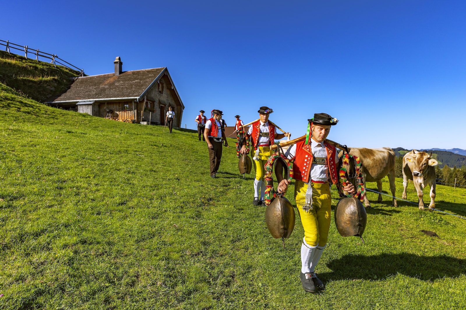 In Switzerland, Cows Parade Down Mountains in Flower Crowns kotrips