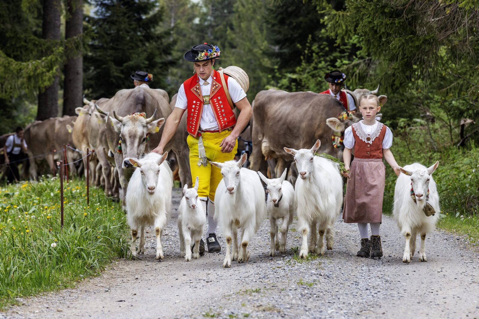 In Switzerland, Cows Parade Down Mountains in Flower Crowns kotrips