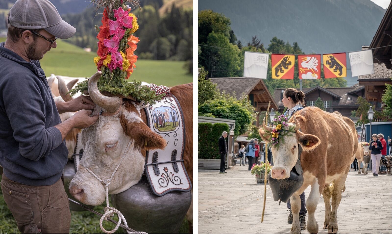 In Switzerland, Cows Parade Down Mountains in Flower Crowns kotrips