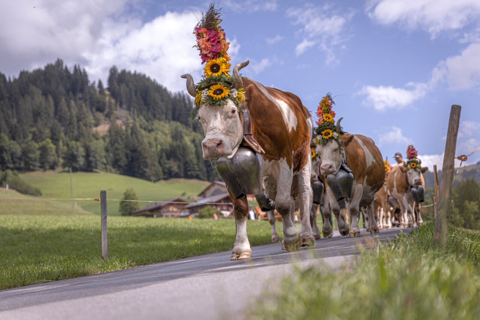 Cows Wearing Cow Bells Looking Sideways, Swiss Alps, Switzerland