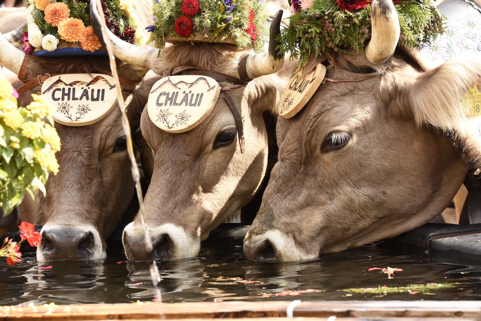 Switzerland, Bern, Gstaad, cow-bells used as decoration of a wood