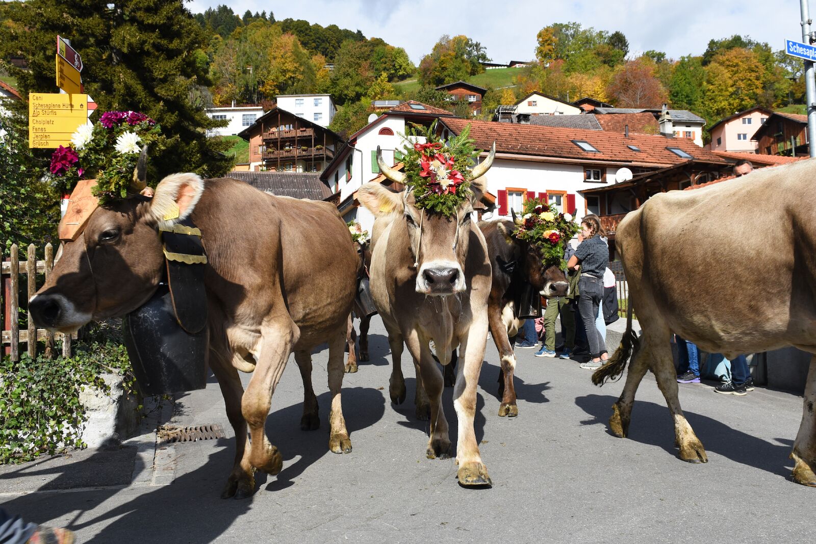 In Switzerland, Cows Parade Down Mountains in Flower Crowns kotrips