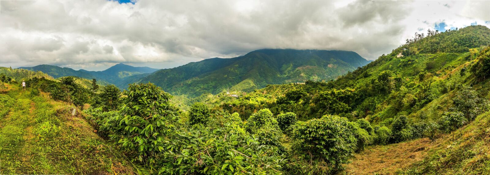 A wide shot of the blue mountains in Jamaica from a high-elevation peak. 