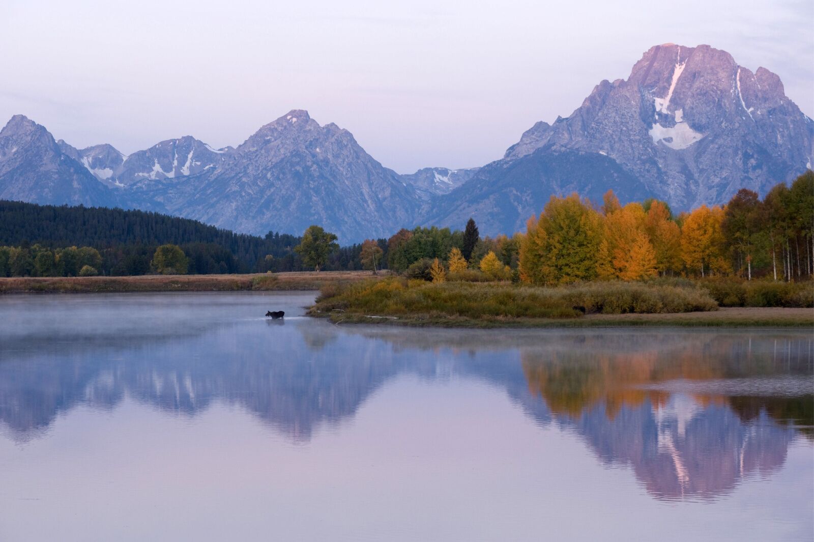 Moose crossing at owbow lake, one of the best lakes in wyoming