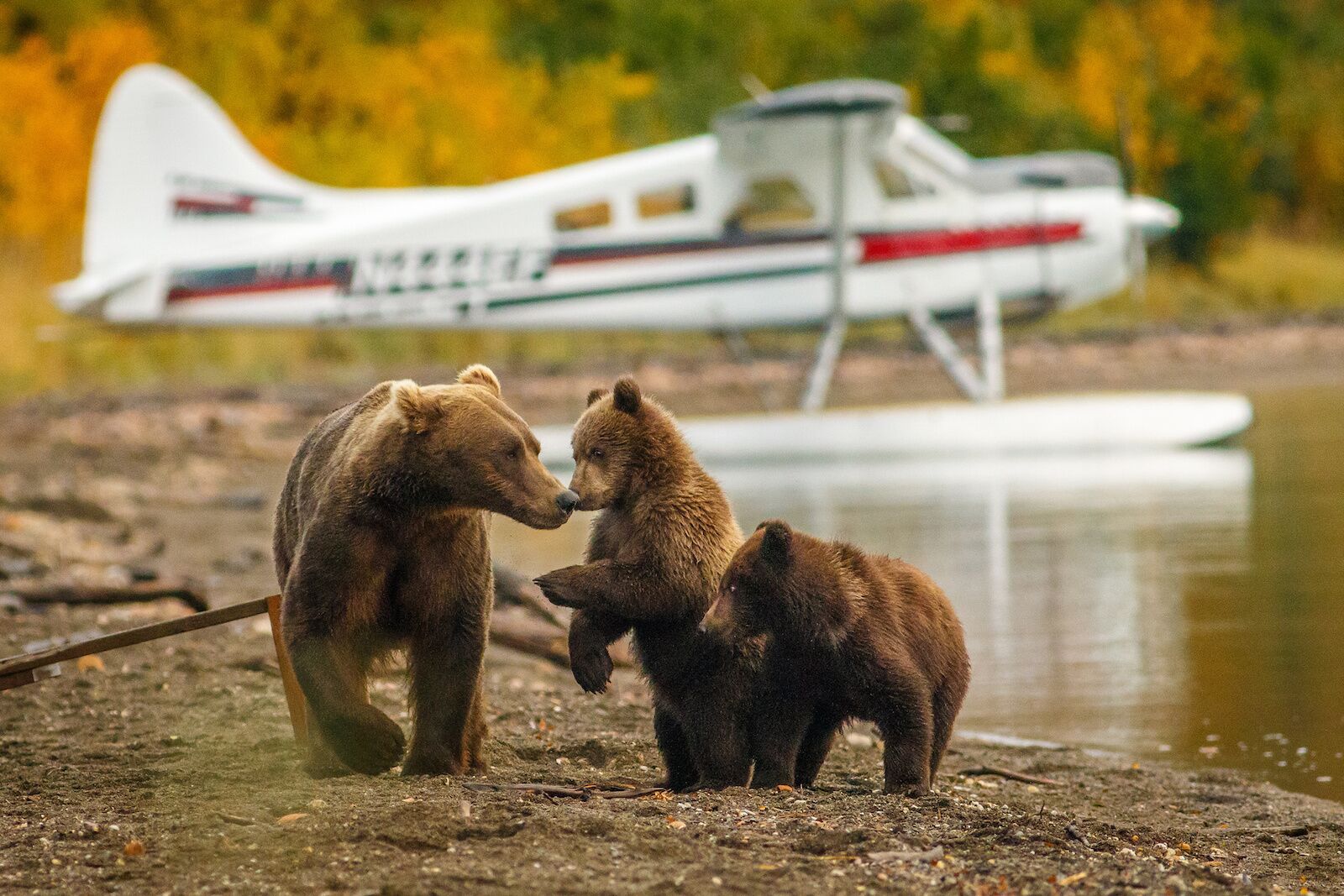 Mom and baby bears on an Alaska honeymoon floatplane tour