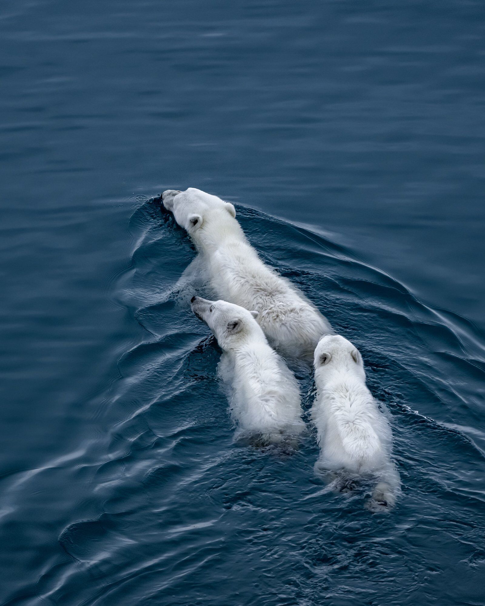 Mom and baby polar bears swimming 