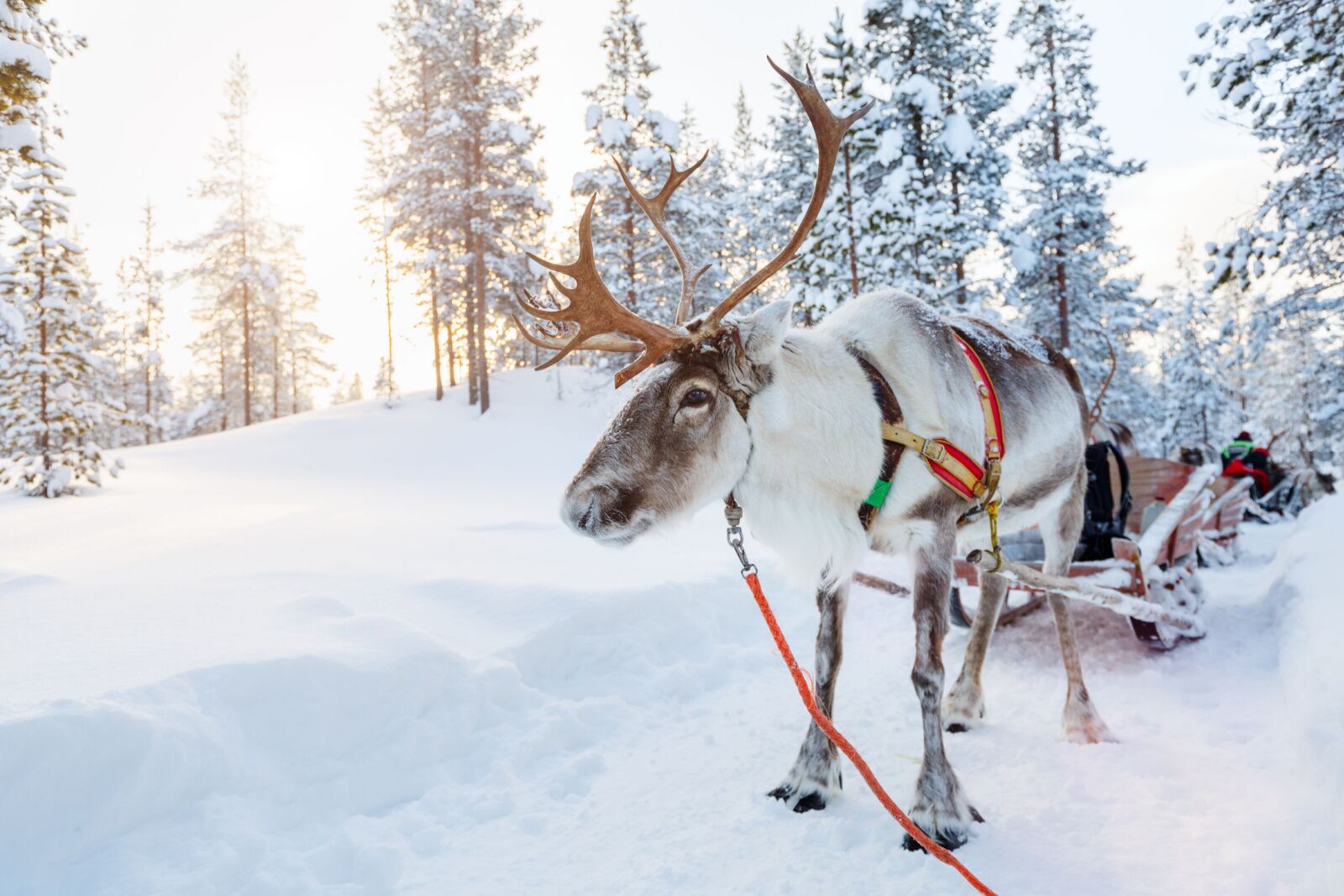 reindeer in lapland