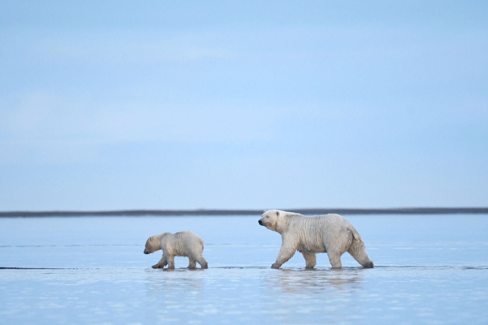 polar bears in wapusk national park 