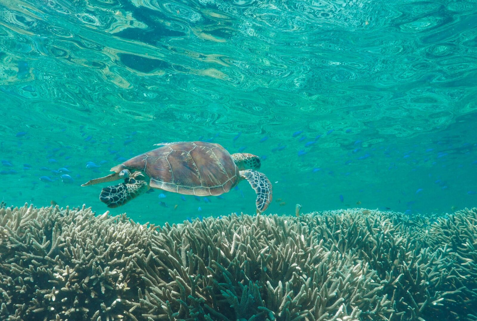 green turtle - queensland marine life viewing 