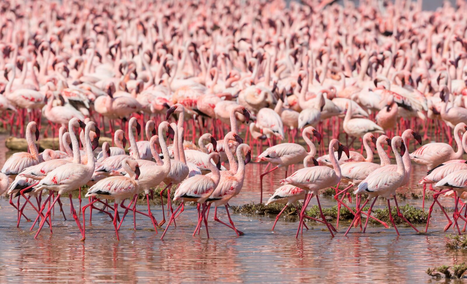 This National Park in Kenya Is Home To More Than a Million Flamingos ...