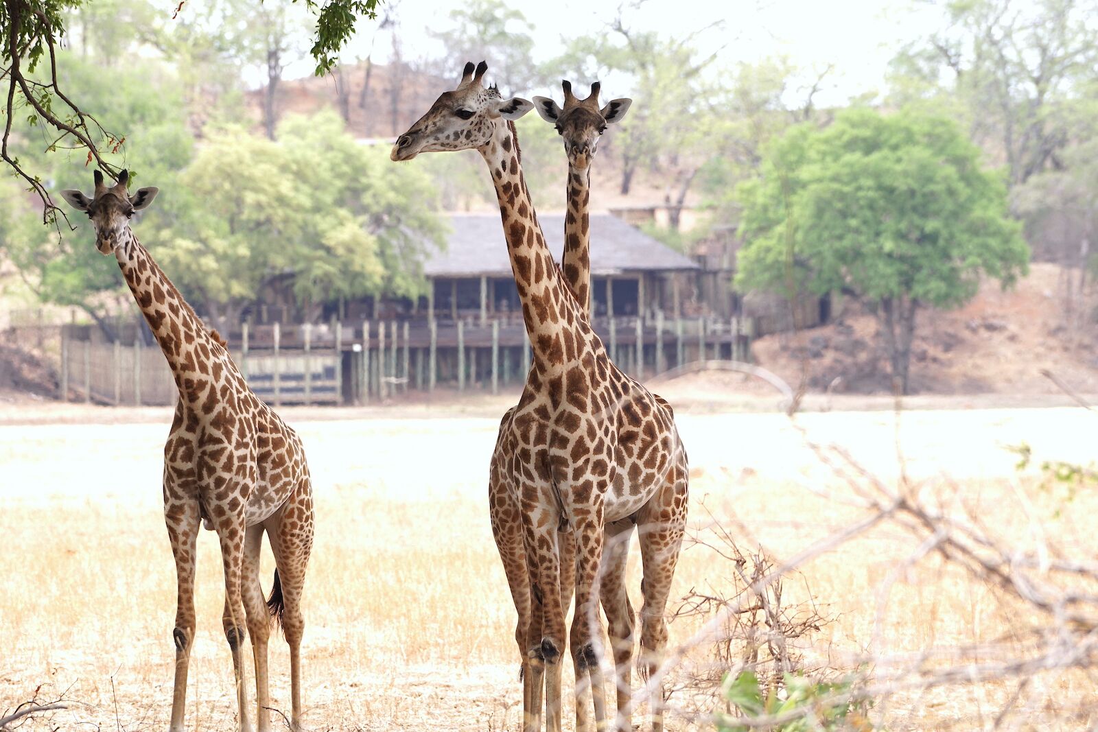 giraffes at puku ridge