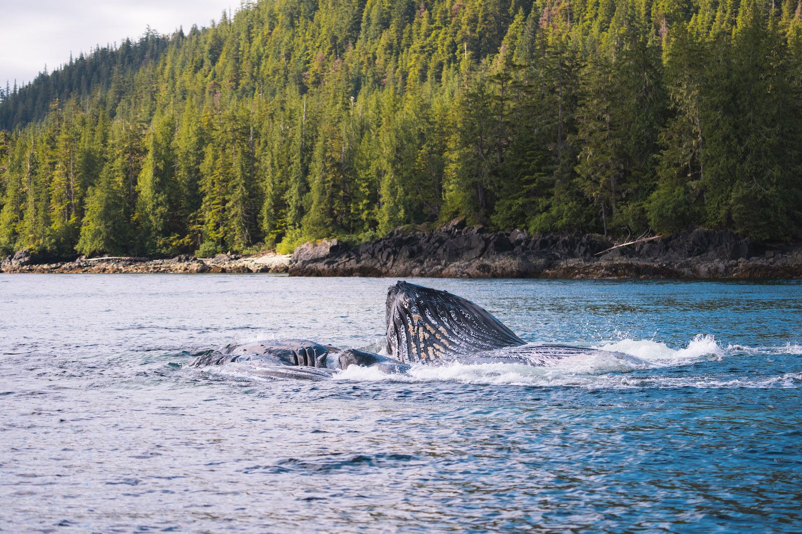 whale watching at Salmon Falls Resort
