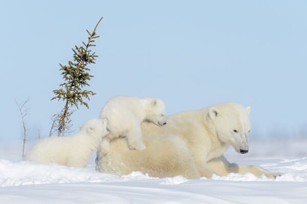 Wapusk National Park: How to See Polar Bear Cubs in the Wild