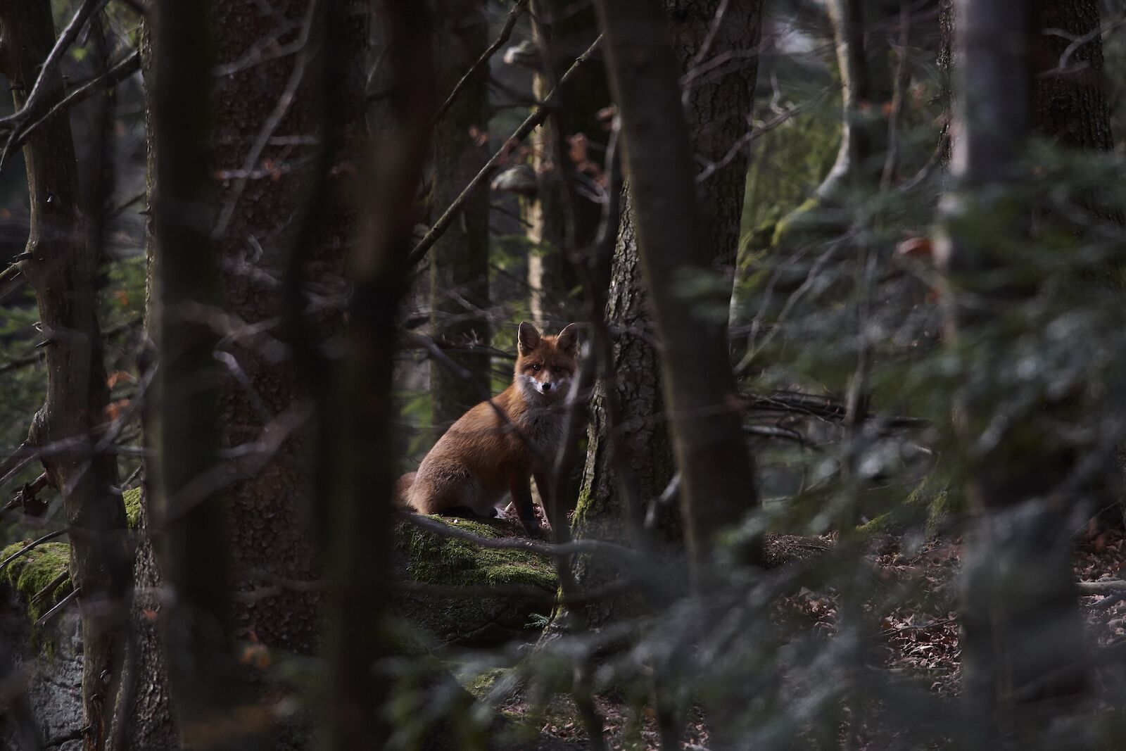 A fox at a wildlife park in the Bavarian Forest in Germany