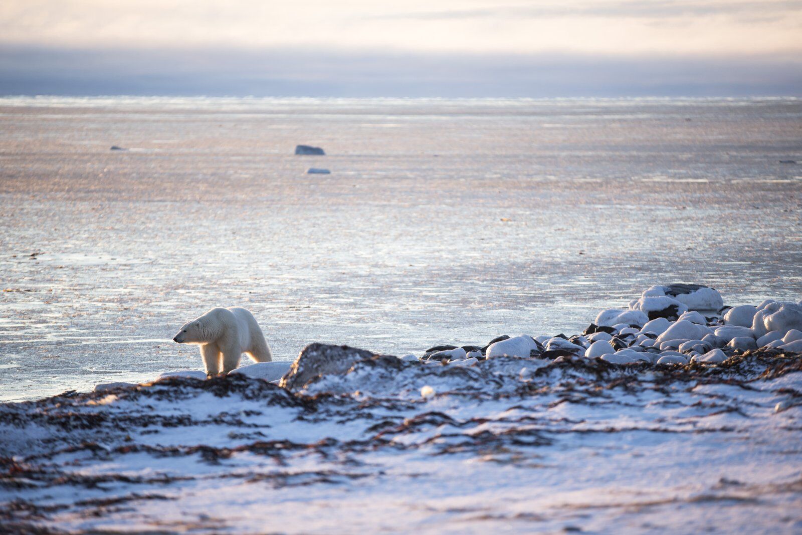 polar bear on the shore in nunavut canada