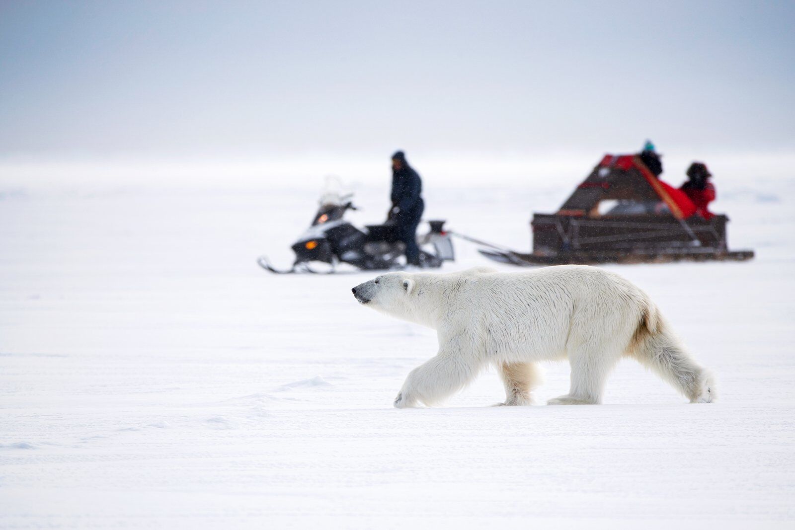A sled driver looking at polar bears in Canada near Nunavut