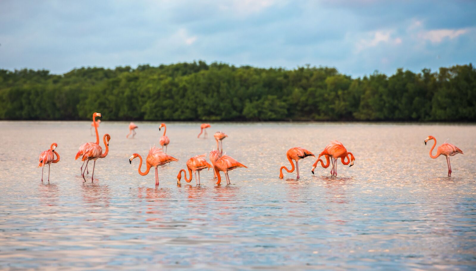 flamingos near las Las Coloradas mexico