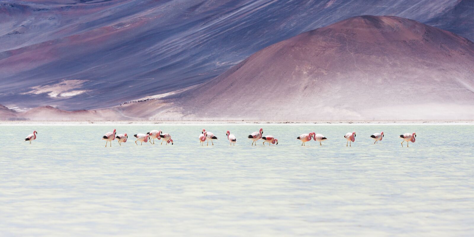 Flamingos in one of chiles natural salt pools