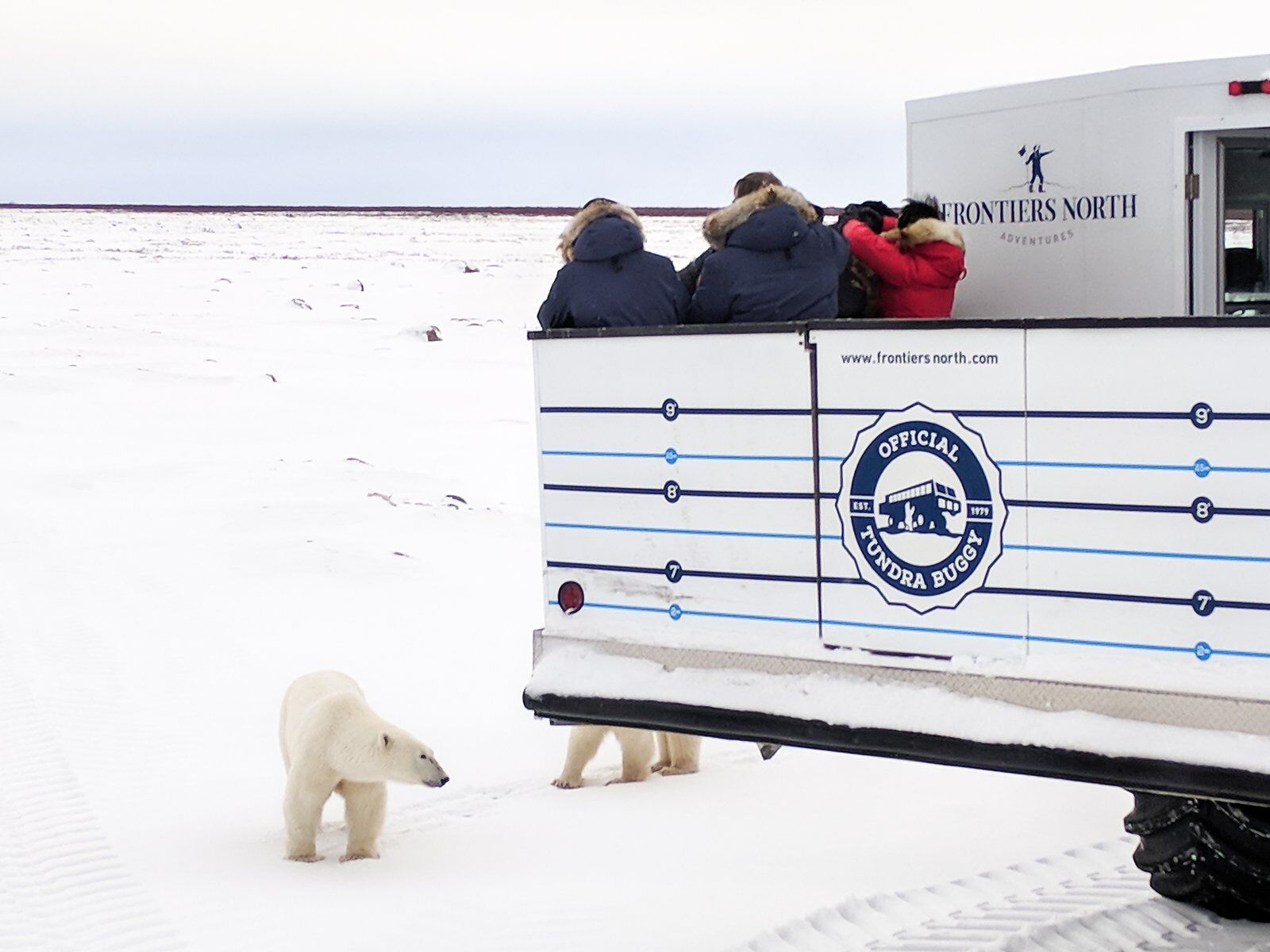 tourists in a buggy viewing polar bears in canada 