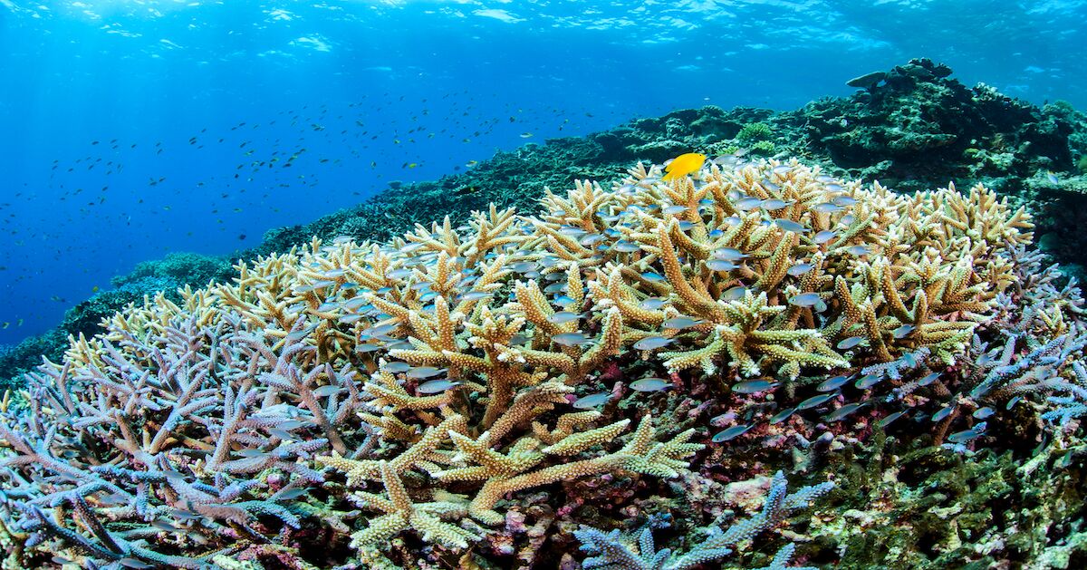 What It's Like to Dive in Japan's Miyako Island