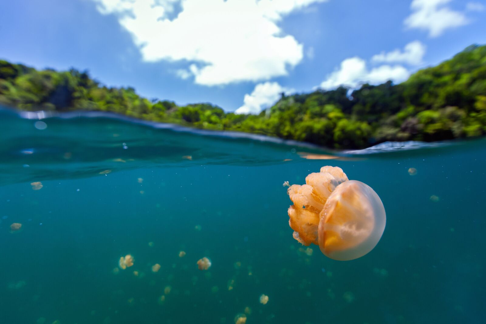 A jelly swimming in palau's jellyfish lake with sky above