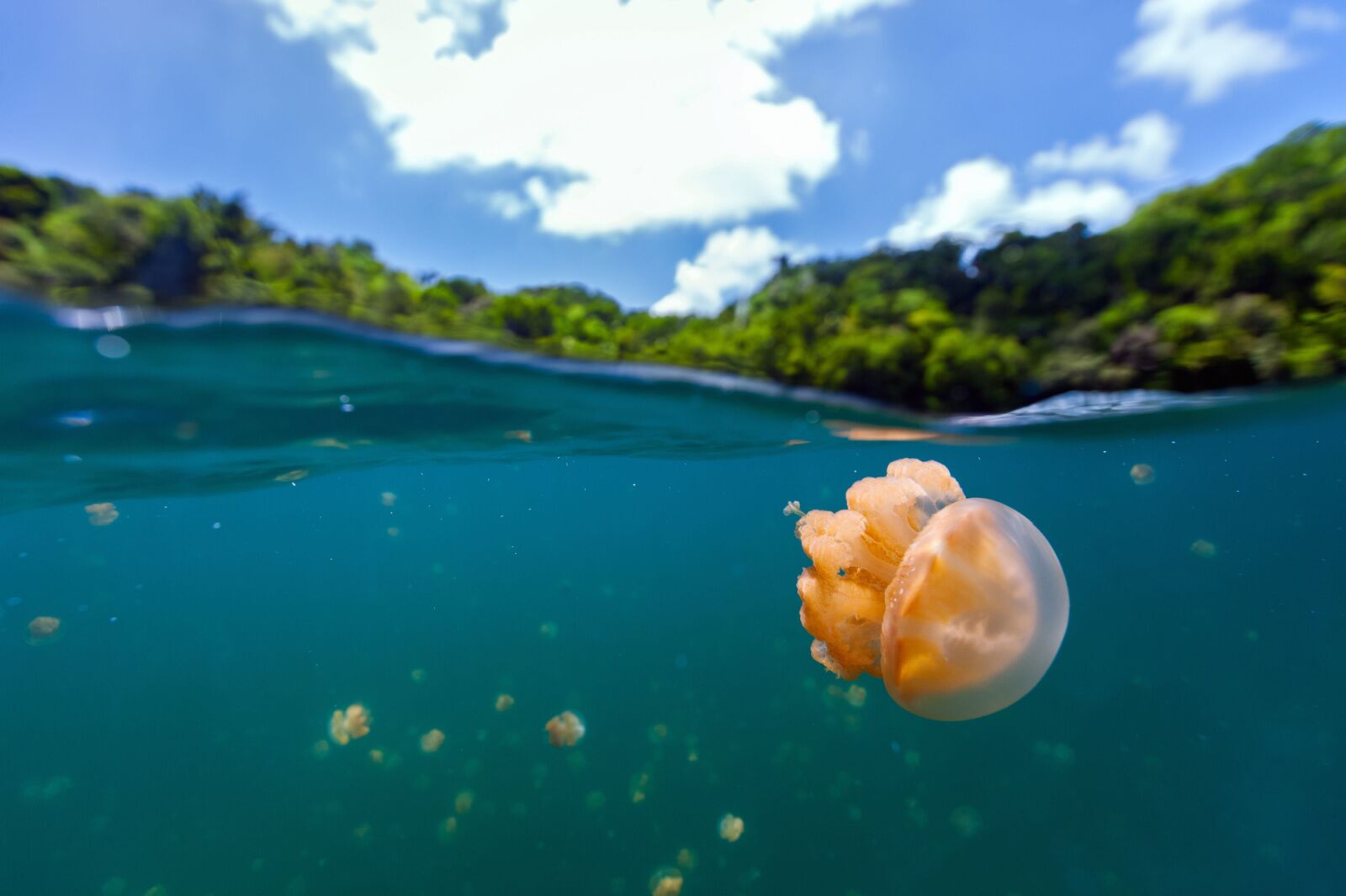 Palau Jellyfish Lake Map