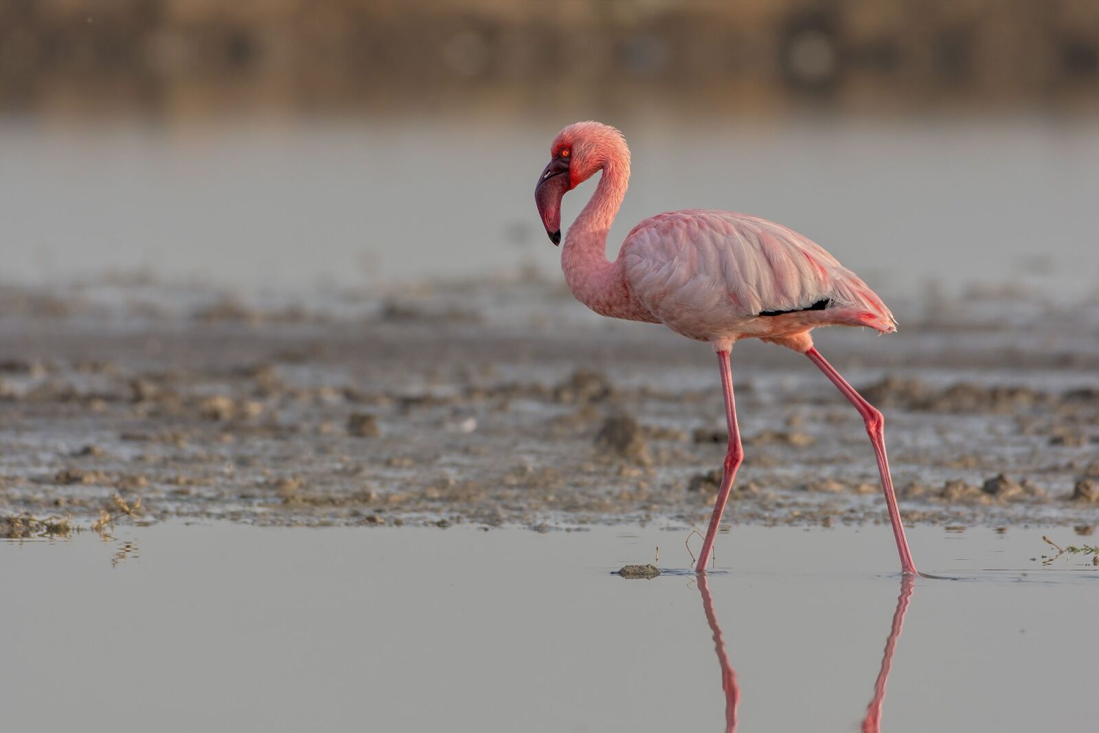 A lesser flamingo alone in a lake