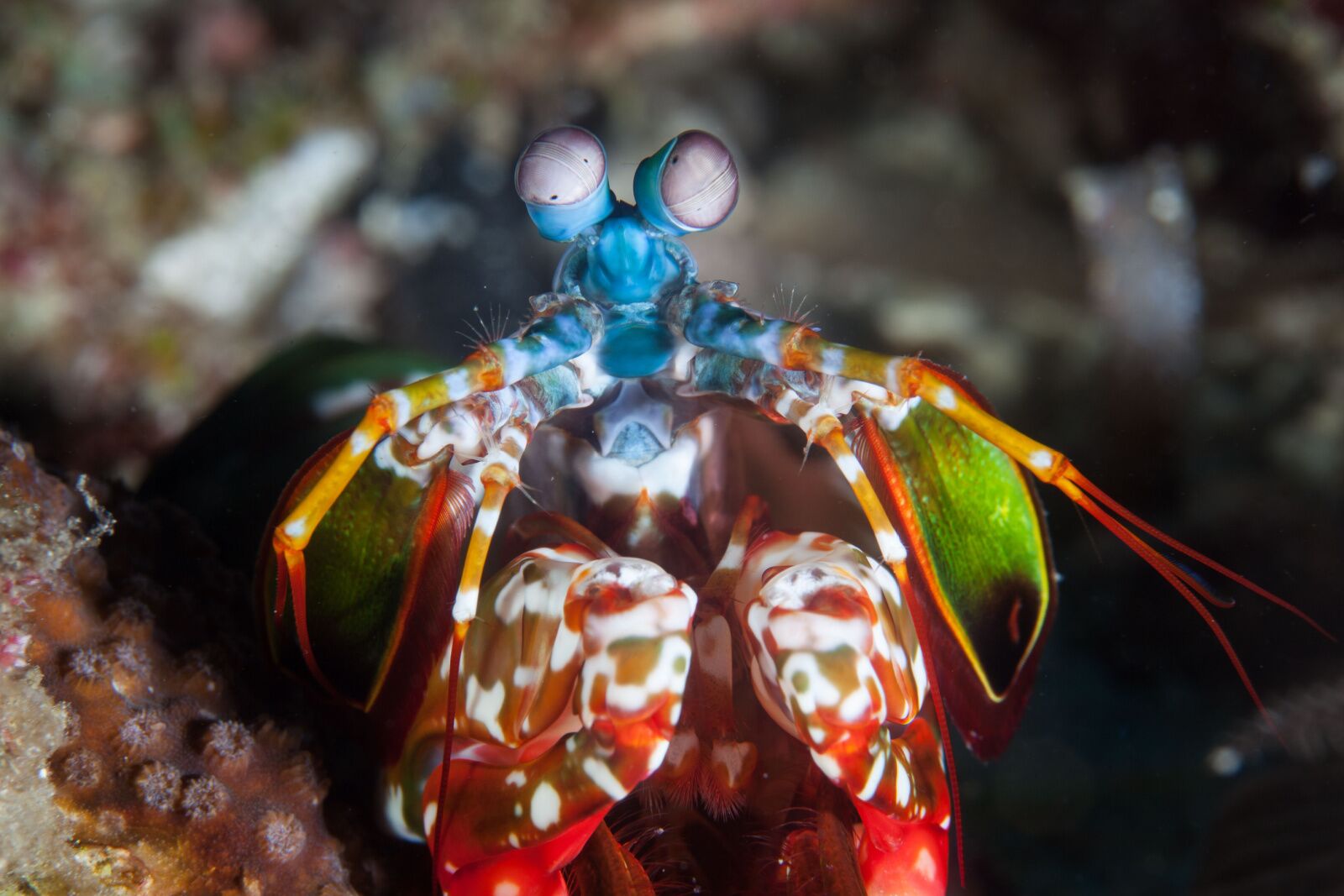 mantis shrimp seen while diving in the Philippines 