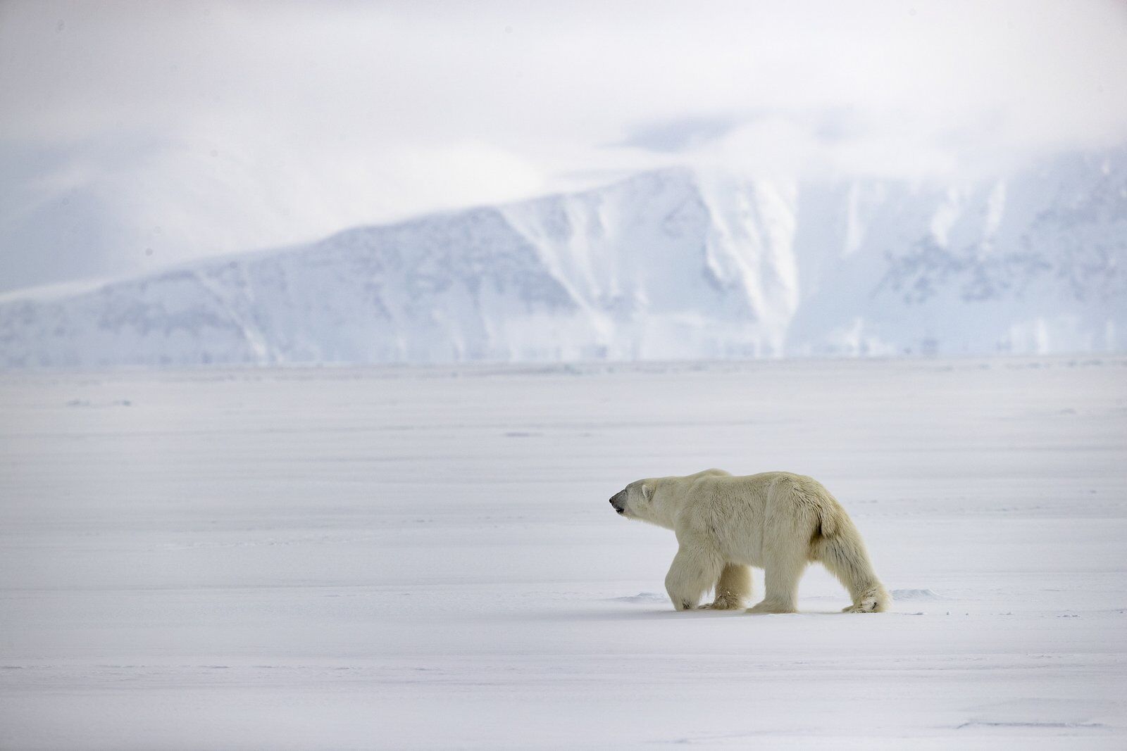 Polar bears in canada are common in Nunavut, as seen here 