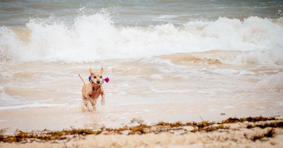 4 DogFriendly Luxury Hotels Near Cancun