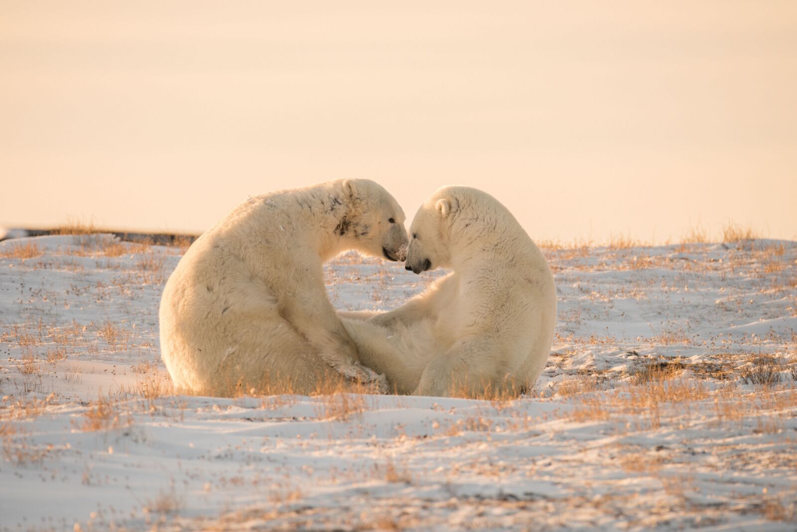 wapusk national park - polar bears