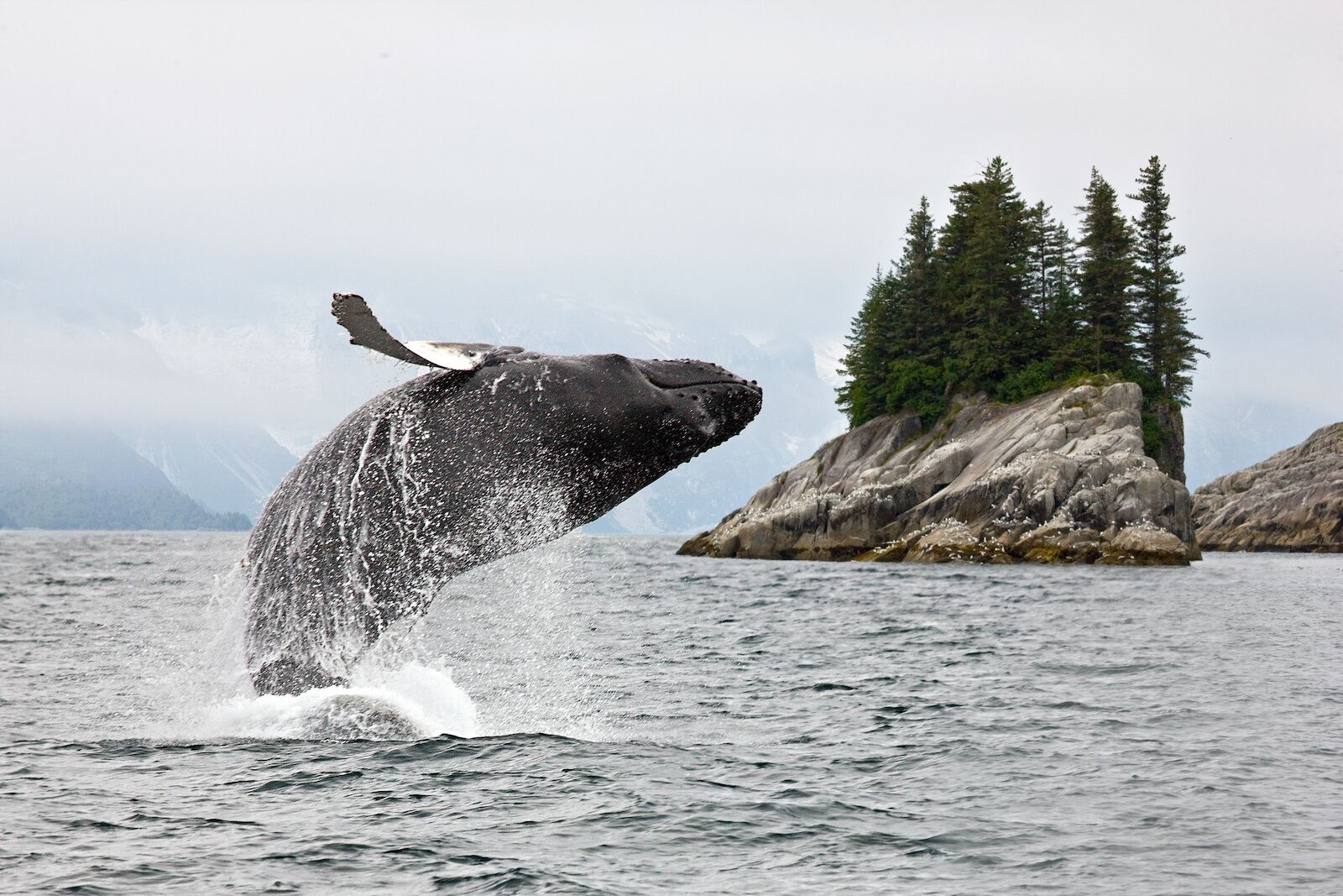 Whale breach - something to see if you stay at stillpoint lodge in the summer in alaska