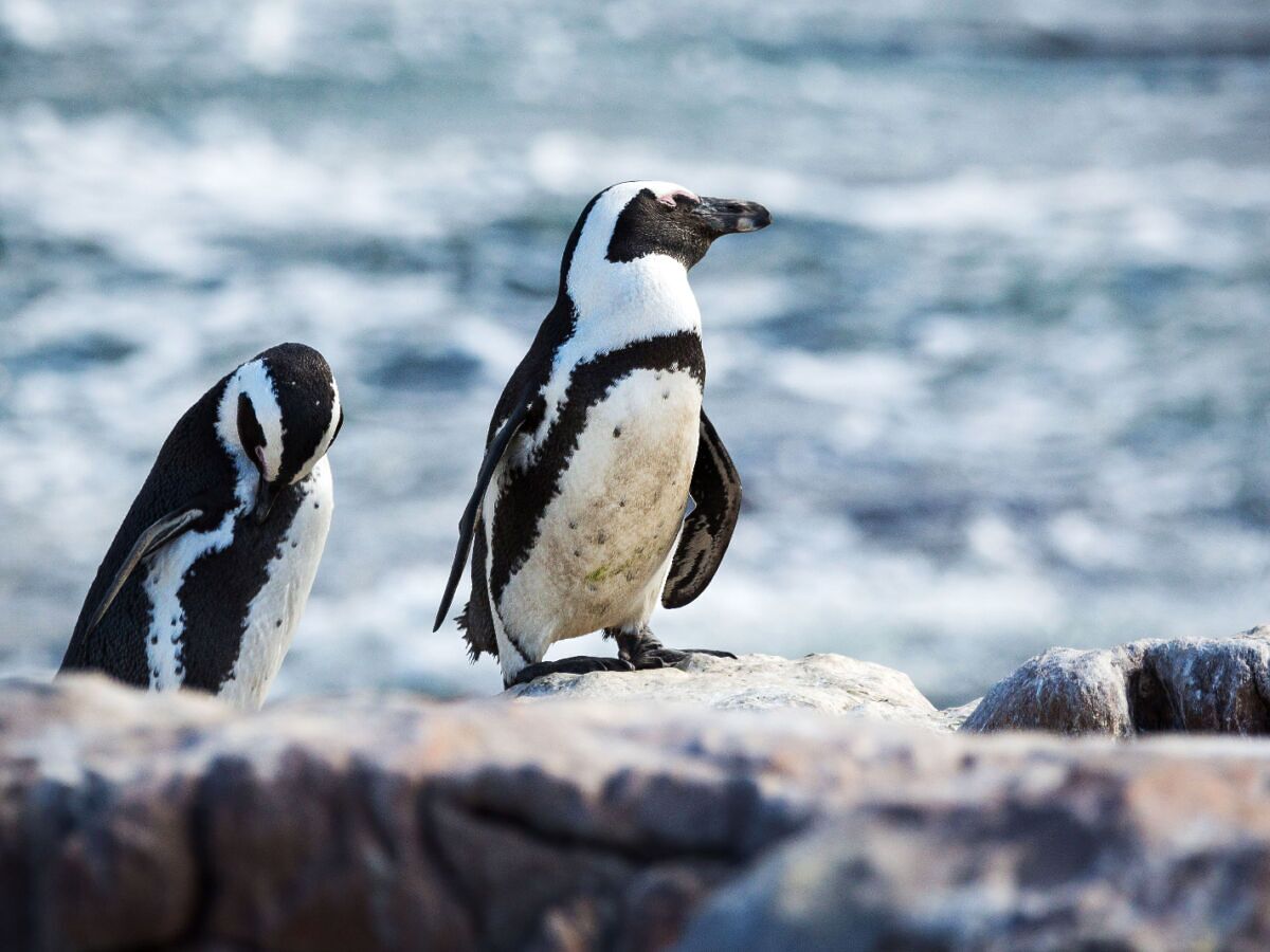 Visit the Bettys Bay African Penguins in South Africa