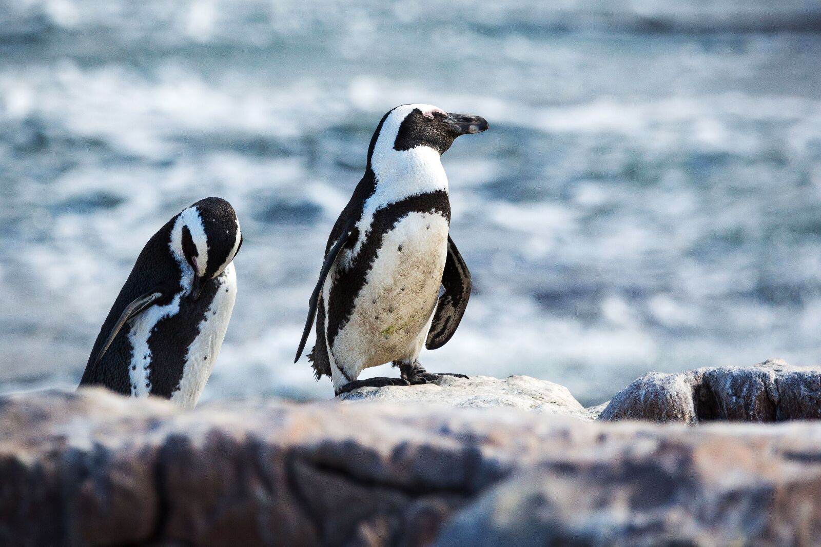 African penguin (Spheniscus demersus) on a stone close to the sea, enjoying the sun, Betty's Bay, South Africa, Betty's bay penguins