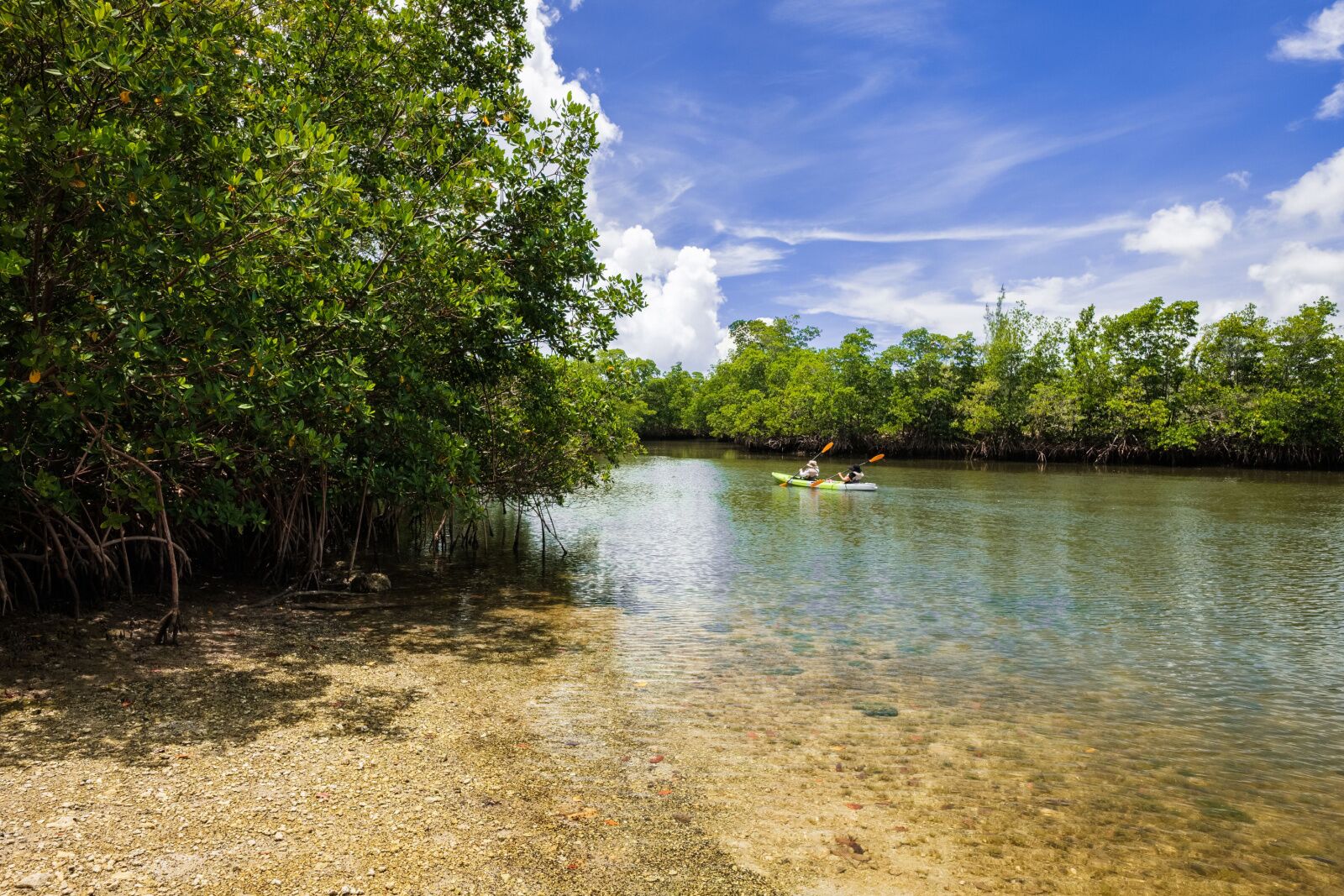 Scenic view of kayakers enjoying the mangrove swamp along the bay in Oleta River State Park in North Miami Beach., parks in Miami