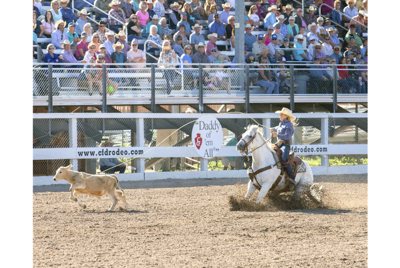 roping cattle at cheyenne frontier days