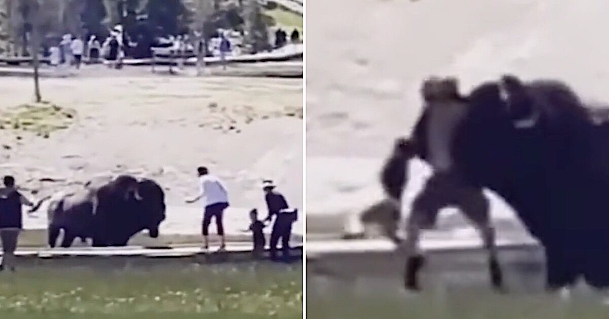 Bison Gores Colorado Man in Yellowstone National Park