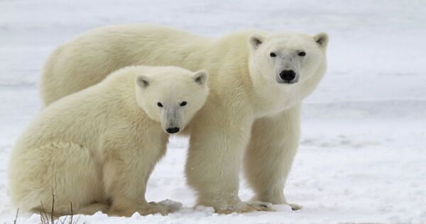 Manitoba, Canada Is the Best Place in North America to See Polar Bears