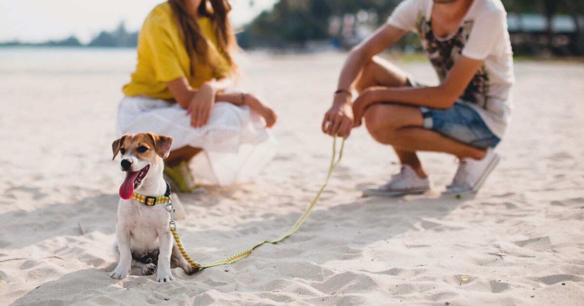 The Perfect Field Trip: How Hike With a Kauai Humane Society Shelter Dog