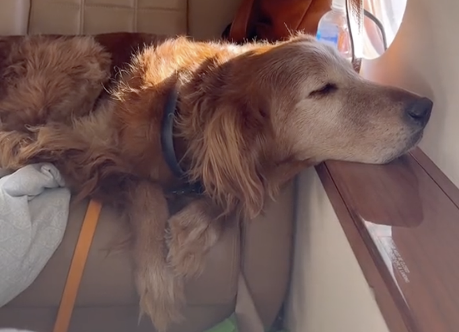dogs on planes - golden sleeping on arm rest